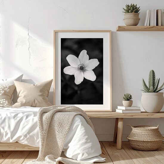 Balta vizbulīte melnbaltā fotogrāfijā