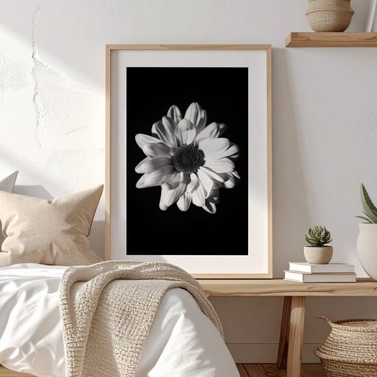 Balta gerbera melnbaltā fotogrāfijā