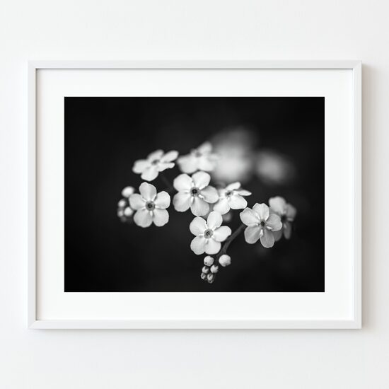 Smalki pļavas ziedi melnbaltā fotogrāfijā